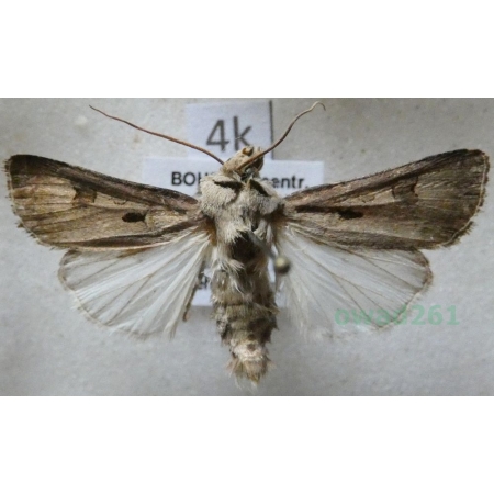 Agrotis exclamationis (Linnaeus, 1758) Rolnica czopówka Czech4k